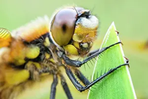 Chaser: 80199279 Four-spotted Chaser Dragonfly / Skimmer