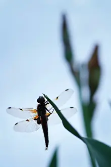 Chaser: 80199280 Four-spotted Chaser Dragonfly / Skimmer