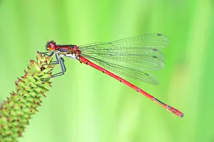 Damselfly: 80199282 Large Red Damselfly Norfolk, UK Pyrrhosoma