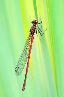 Nymphula: 80199284 Large Red Damselfly Norfolk, UK Pyrrhosoma