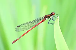 Damselfly: 80199285 Large Red Damselfly Norfolk, UK Pyrrhosoma