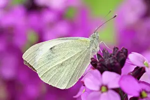 Mauve: 80199289 Large White Butterfly - on Erysimum bowles