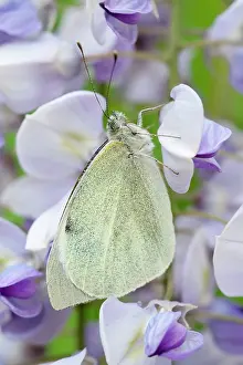 Wisteria: 80199290 Large White Butterfly - on Wisteria flowers