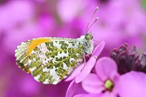 Mauve: 80199291 Orange Tip Butterfly - male on Erysimum