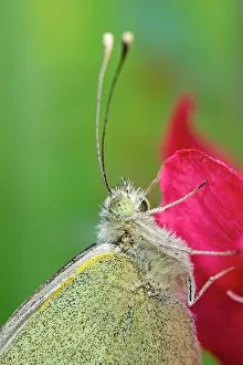 Erysimum: 80199292 Large White Butterfly - on red flower Norfolk