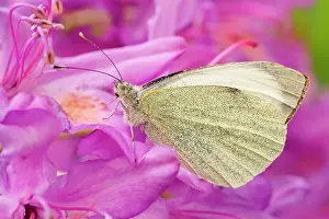 Mauve: 80199293 Large White Butterfly - on Azalea flowers
