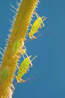 Aphids: 80199295 Green Aphids - on streptocarpus stem Norfolk