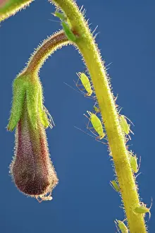 Aphids: 80199296 Green Aphids - on streptocarpus stem Norfolk