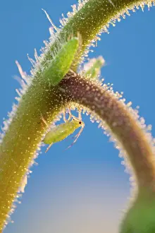 Aphids: 80199299 Green Aphids - on streptocarpus stem Norfolk
