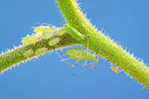 Aphids: 80199300 Green Aphids - on streptocarpus stem Norfolk