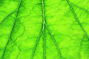 Hybrida: 80199301 Japanese Anemone - leaf showing venation