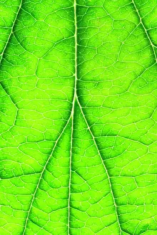 Hybrida: 80199302 Japanese Anemone - leaf showing venation