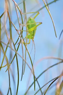 Nymph: 80199303 Speckled Bush-Cricket - nymph Norfolk