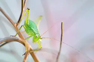 Nymph: 80199305 Speckled Bush-Cricket - nymph Norfolk
