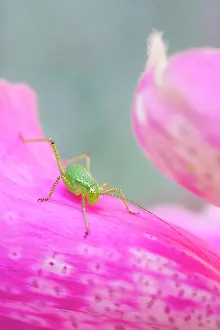 Nymph: 80199306 Speckled Bush-Cricket - nymph on Foxglove