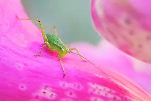 Nymph: 80199307 Speckled Bush-Cricket - nymph on Foxglove