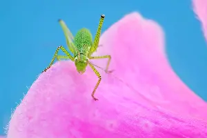 Nymph: 80199308 Speckled Bush-Cricket - nymph on Foxglove