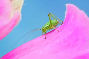 Nymph: 80199309 Speckled Bush-Cricket - nymph on Foxglove