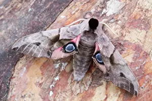 Ocellata: 80199312 Eyed Hawk Moth Norfolk, UK Smerinthus ocellata