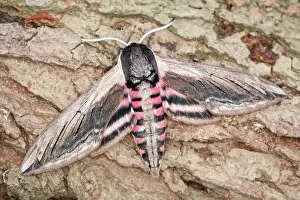 Privet: 80199313 Privet Hawk Moth Norfolk, UK Sphinx ligustri