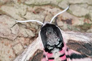 Privet: 80199314 Privet Hawk Moth Norfolk, UK Sphinx ligustri
