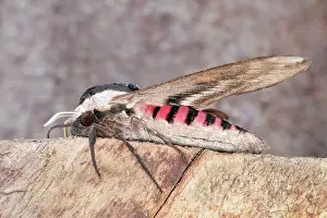Privet: 80199315 Privet Hawk Moth Norfolk, UK Sphinx ligustri