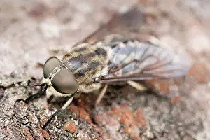 Biting: 80199317 Horse Fly Norfolk, UK Tabanus bovinus Geoff