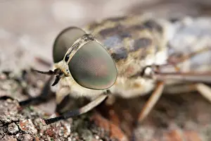 Biting: 80199318 Horse Fly Norfolk, UK Tabanus bovinus Geoff
