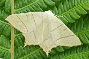 Frond: 80199319 Swallow-tailed Moth - resting on Fern frond
