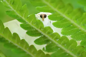 Frond: 80199320 Swallow-tailed Moth - resting on Fern frond