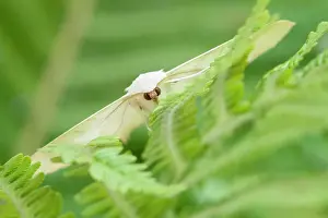 Frond: 80199321 Swallow-tailed Moth - resting on Fern frond