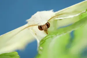 Frond: 80199322 Swallow-tailed Moth - resting on Fern frond
