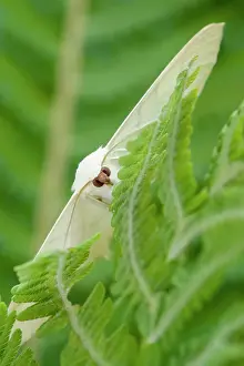 Frond: 80199323 Swallow-tailed Moth - resting on Fern frond