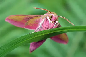 Elpenor: 80199325 Elephant Hawk Moth Norfolk, UK Deilephila