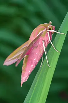 Elpenor: 80199326 Elephant Hawk Moth Norfolk, UK Deilephila