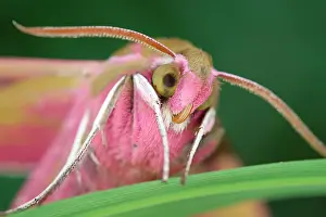 Elpenor: 80199327 Elephant Hawk Moth Norfolk, UK Deilephila