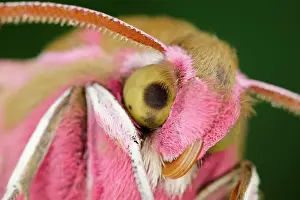 Elpenor: 80199328 Elephant Hawk Moth Norfolk, UK Deilephila