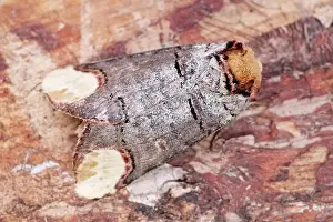 Phalera: 80199329 Buff-tip Moth Norfolk, UK Phalera bucephala