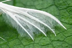 Plume: 80199331 White Plume Moth - wing structure Norfolk