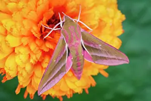 Calendula: 80199333 Elephant Hawk Moth - on Calendula flower