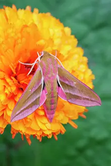 Calendula: 80199334 Elephant Hawk Moth - on Calendula flower