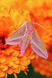 Calendula: 80199335 Elephant Hawk Moth - on Calendula flower