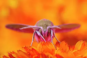 Calendula: 80199336 Elephant Hawk Moth - on Calendula flower