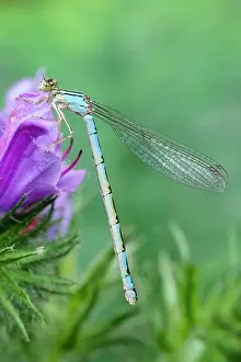 Damselfly: 80199338 Common Blue Damselfly - female Norfolk