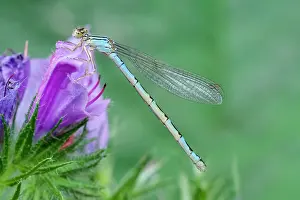 Damselfly: 80199339 Common Blue Damselfly - female Norfolk