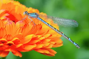 Calendula: 80199340 Common Blue Damselfly - female on Calendula