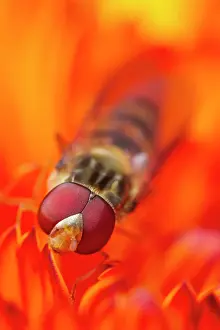 Calendula: 80199341 Hoverfly - on Calendula flower Norfolk