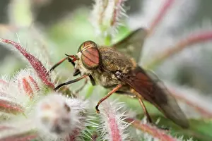 Biting: 80199343 Hairy Legged Horsefly - banded eyes Norfolk