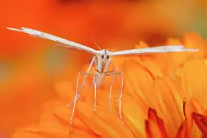 Calendula: 80199348 White Plume Moth - on Calendula flower