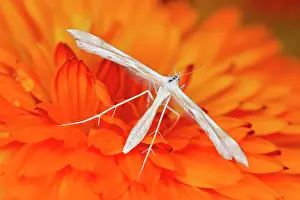 Calendula: 80199349 White Plume Moth - on Calendula flower